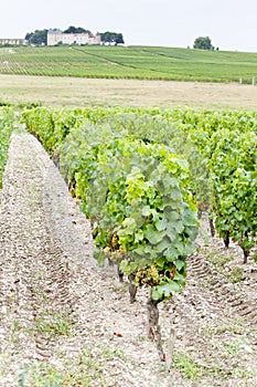 Vineyard and Chateau d'Yquem