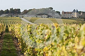 Vineyard and Chateau d`Yquem, Sauternes Region