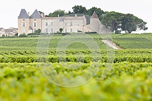 vineyard and Chateau d& x27;Yquem, Sauternes Region, France