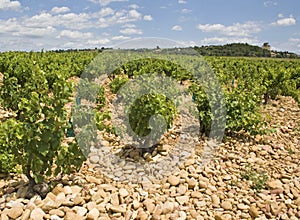 Vineyard from Chateaunef du Pape