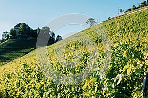 Vineyard of the Chatelard Castle in Montreux, Switzerland