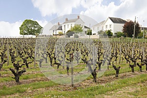 Vineyard. Chenonceau. France