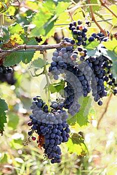 Vineyard in Chianti, Italy