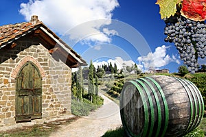 Vineyard in Chianti, Italy