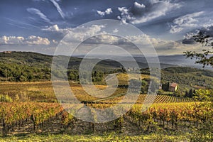 Vineyard of Chianti