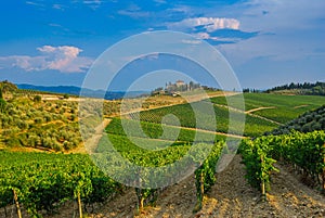 Vineyard in Chianti region. Tuscany