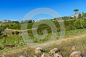 Vineyard in Chianti region. Tuscany. Italy