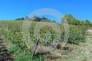 Vineyard in Chianti region. Tuscany. Italy