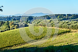 Vineyard in Chianti region. Tuscany. Italy