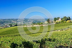 Vineyard in Chianti region. Tuscany. Italy