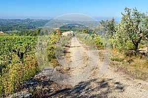 Vineyard in Chianti region. Tuscany. Italy