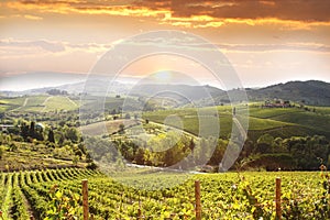 Vineyard in Chianti, Tuscany