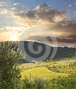 Vineyard in Chianti, Tuscany