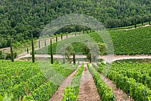 Vineyard in Chianti, Tuscany