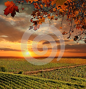 Vineyard in Chianti, Tuscany