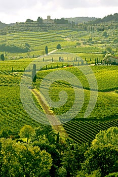 Vineyard in Chianti, Tuscany, Italy photo
