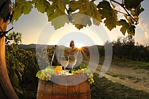 Vineyard in Chianti, Tuscany photo