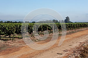 Vineyard in Chile