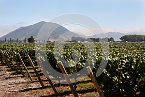 Vineyard in Chile