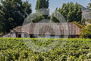 Vineyard in Chile