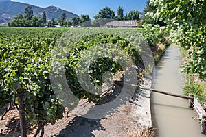 Vineyard in Chile