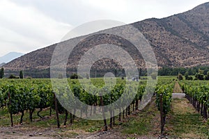 Vineyard Chilean winery Santa Rita.