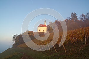 Vineyard And Church In Misty Autumn Morning