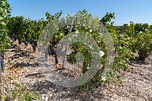 Vineyard at ChÃ¢teau Margaux in the MÃ©doc near Bordeaux