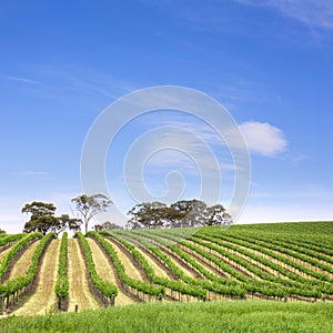 Vineyard Clare Valley Australia photo