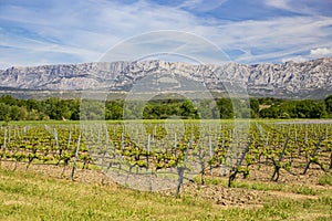 Vineyard close  to Sainte Victoire mountain near aix en Provence. photo