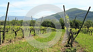 Vineyard close up tracking shot outdoor