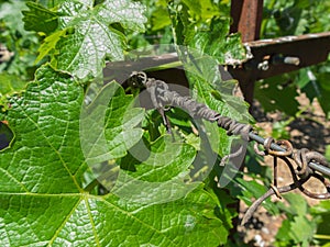 Vineyard closeup, new grapevine leaves