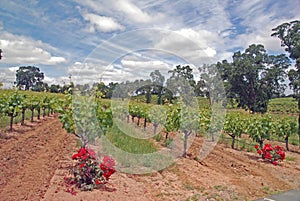 Vineyard and Clouds