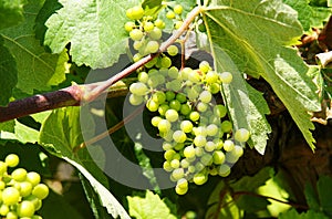 Vineyard with clusters grapes.