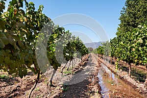 Vineyard at Colchagua valley