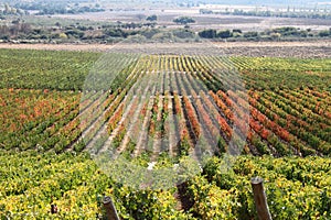 Vineyard at Colchagua valley in Chile