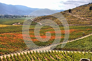 Vineyard at Colchagua valley in Chile