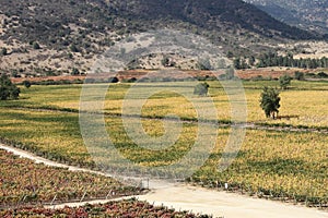 Vineyard at Colchagua valley in Chile