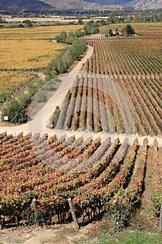 Vineyard at Colchagua valley in Chile