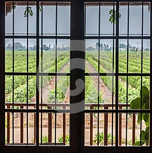 Vineyard in Colchagua Valley Chile