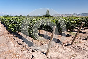 Vineyard in Colchagua Valley Chile