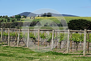 Vineyard - Coldstream