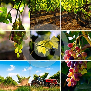 Vineyard collage