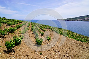 Vineyard of Collioure and wine Banyuls with sea coast of Vermeille in Pyrenees-Orientales france