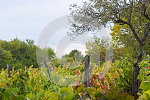Vineyard. photo