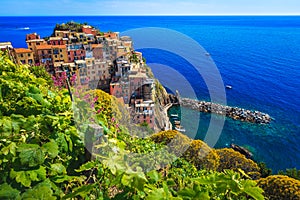 Vineyard and colorful flowers on the slopes, Manarola, Cinque Terre