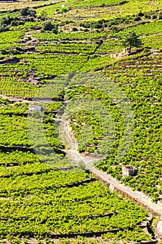 Vineyard on Cote Vermeille