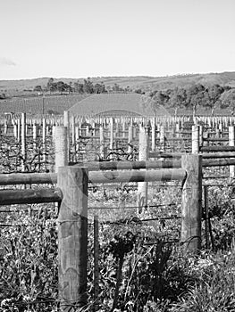 Vineyard in countryside