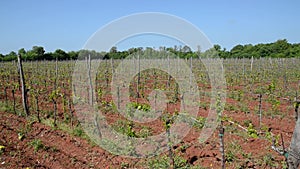 Vineyard in countryside. Bunches of grapes on vines in rows. Grapevine. Plantation of grapes bearing vines in spring. Wine growing