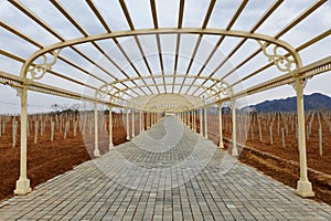 Corridor in Vineyard